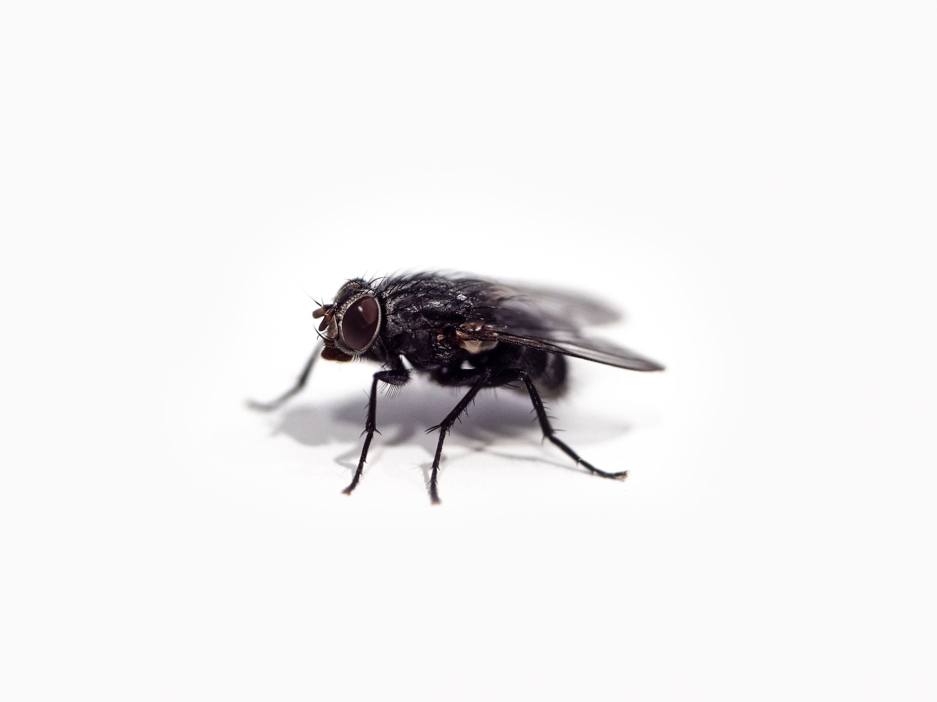 Гадко, но действенно: личинки мух помогли вылечить язву - Здоровье 24