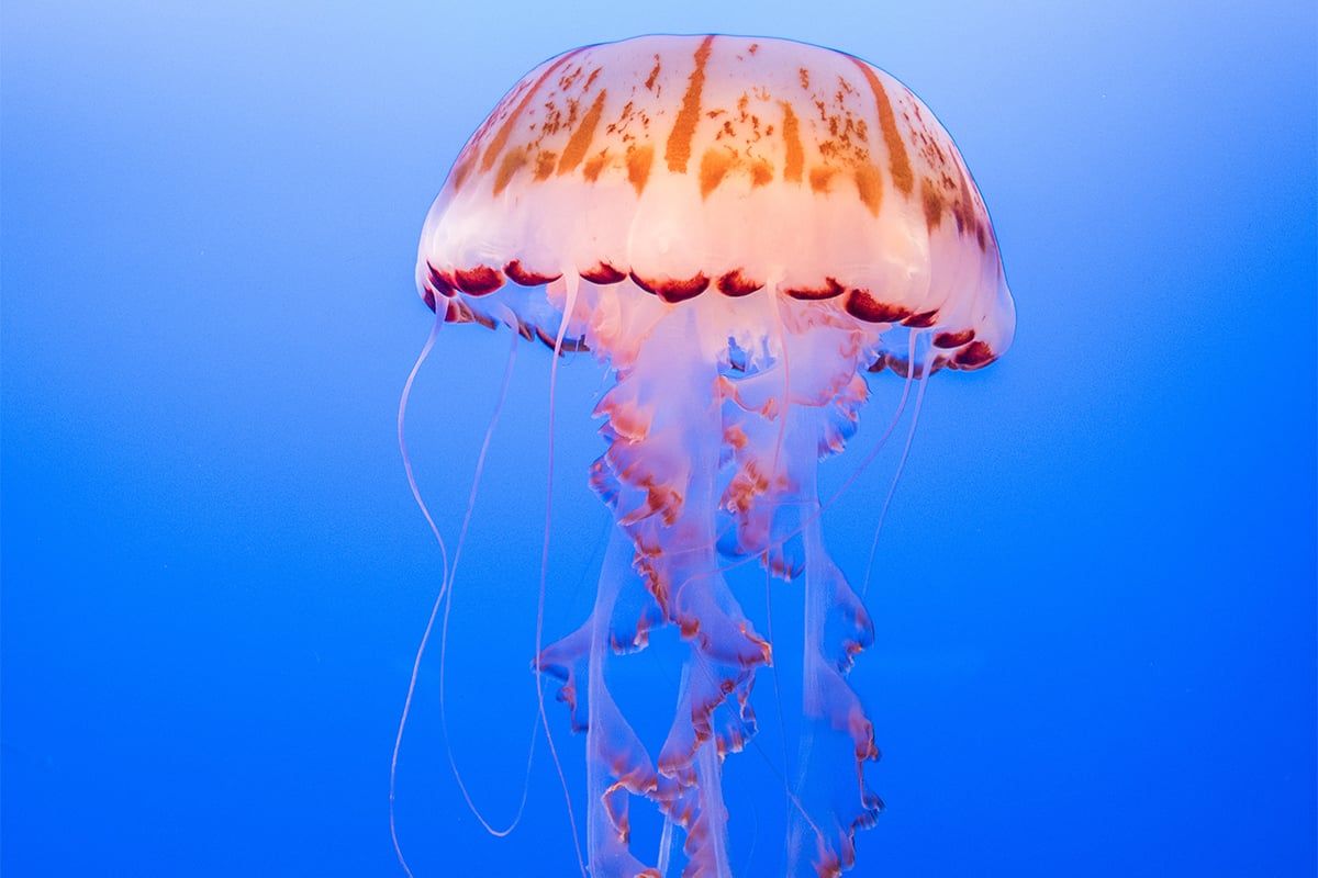 Що робити, якщо вжалила медуза 