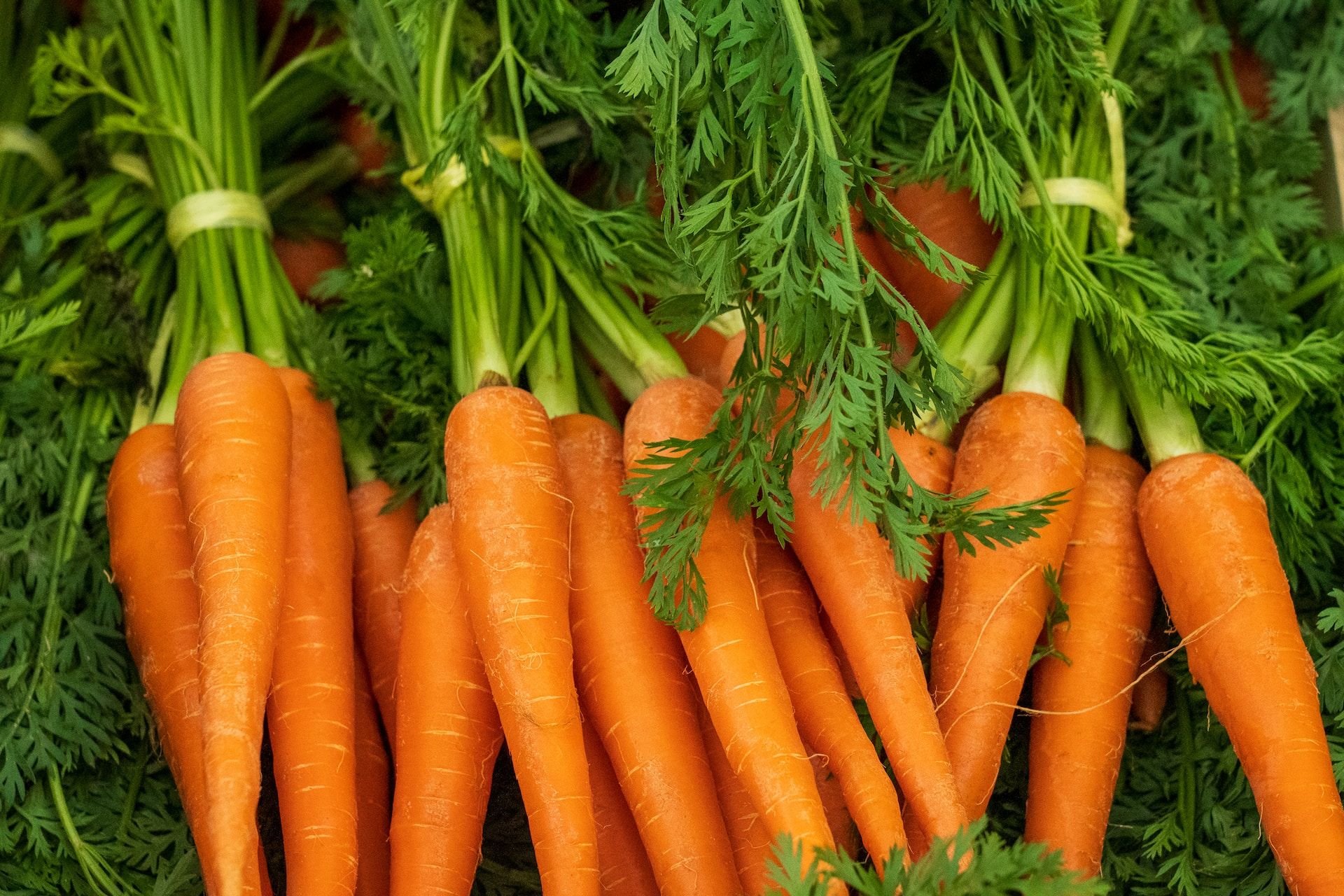 Користь моркви 