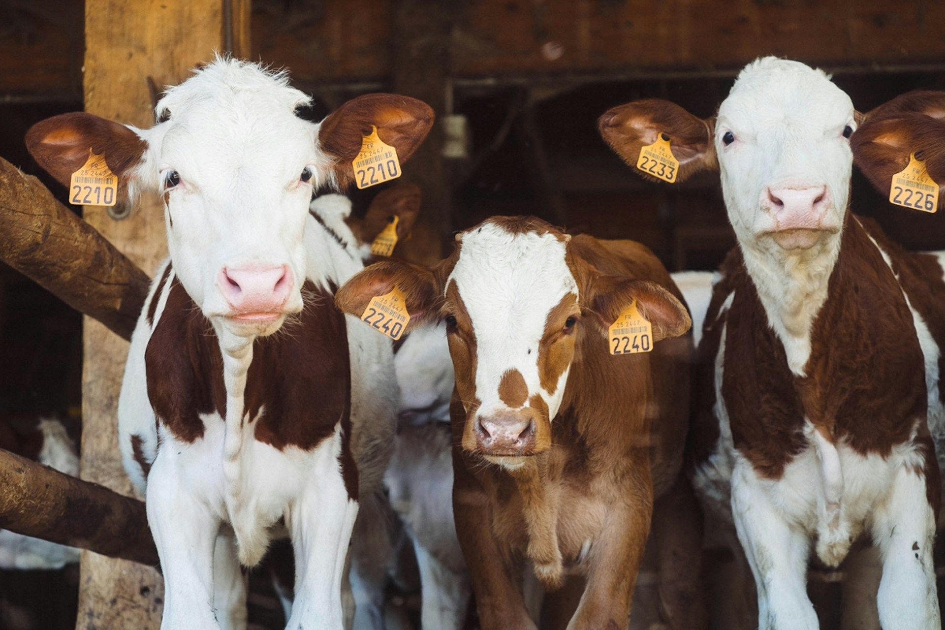 Трансгенные коровы могут стать революцией в лечении диабета