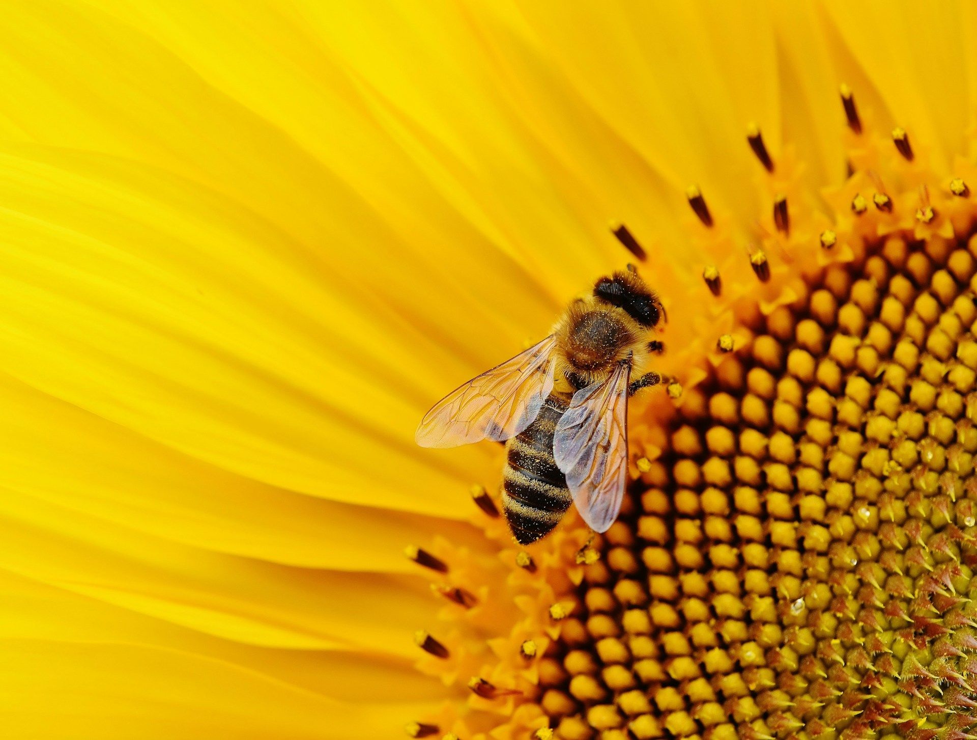 Что делать, если укусила оса или пчела - Здоровье 24