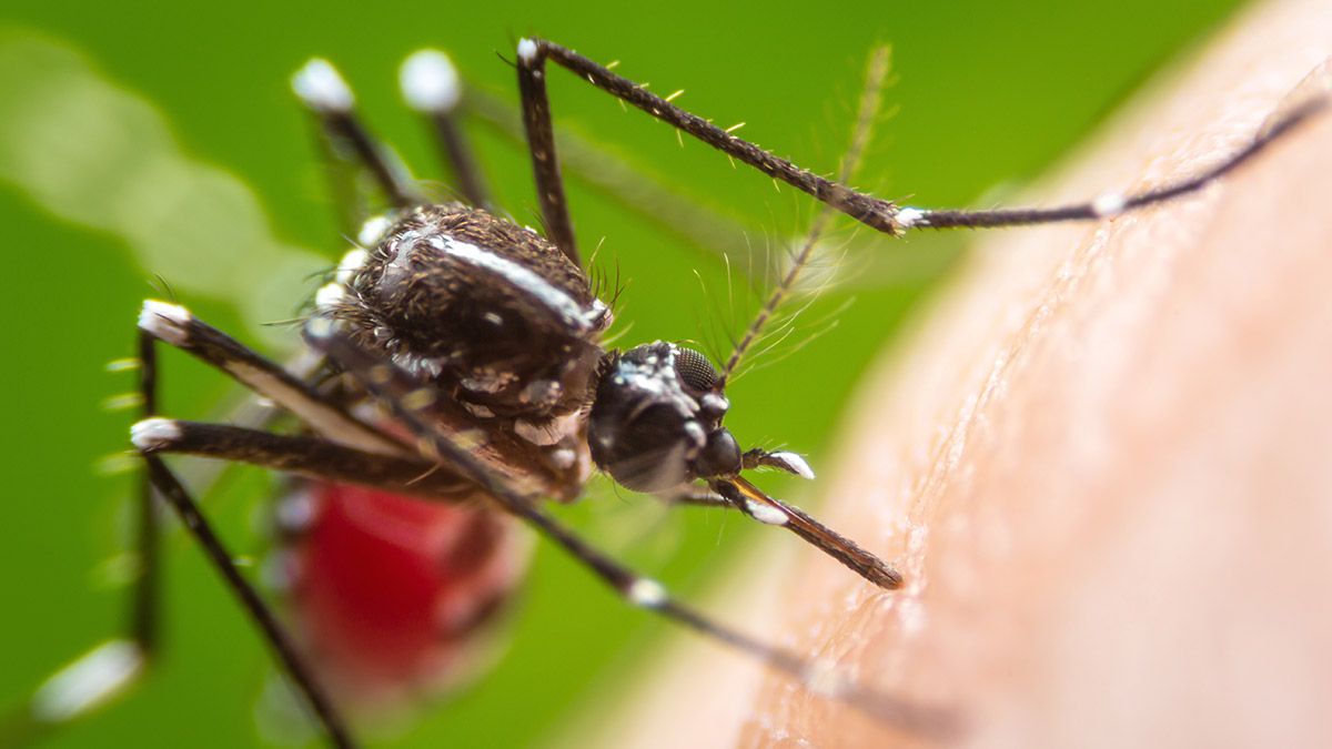 Вже у 18 країнах: комарі, які є переносниками лихоманки Денге, проникли в Європу - Здоровʼя 24