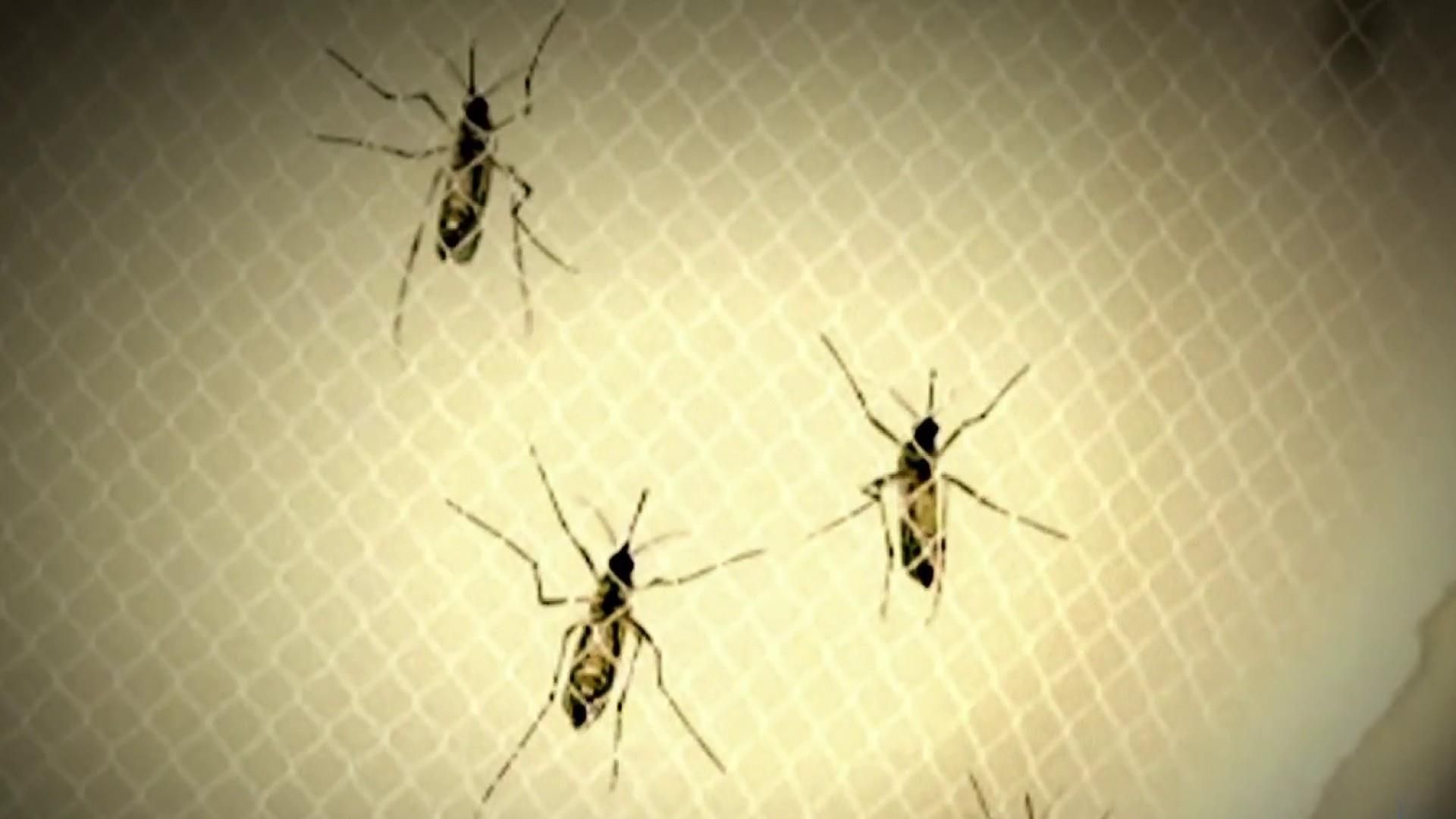 Вирус энцефалита лошадей уже передается от животных человеку: в США бьют тревогу - Здоровье 24 Вирус энцефалита лошадей уже передается от животных человеку: в США бьют тревогу - Здоровье 24