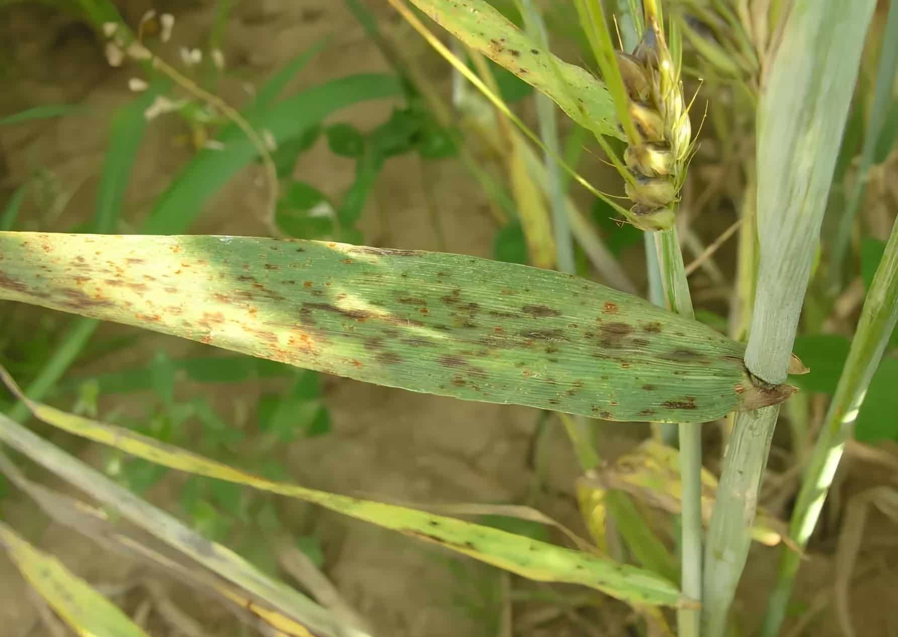 Грибок Bipolaris victoriae S27 Грибок Bipolaris victoriae S27