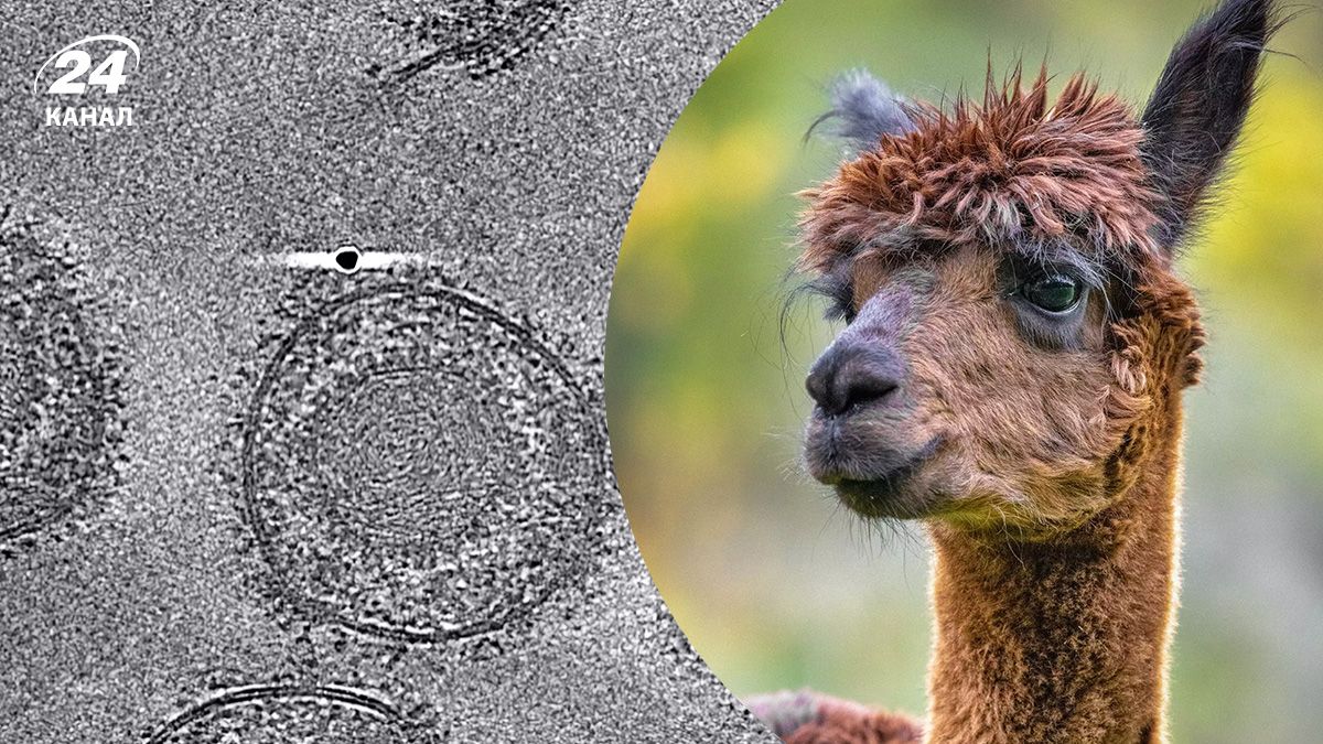 Нові ліки проти герпесу Нові ліки проти герпесу