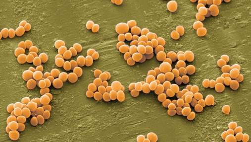 Нашли новое лекарство для борьбы с супербактериями