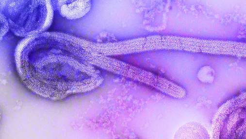 В Конго обнаружили новый очаг Эболы: уже есть первые летальные случаи