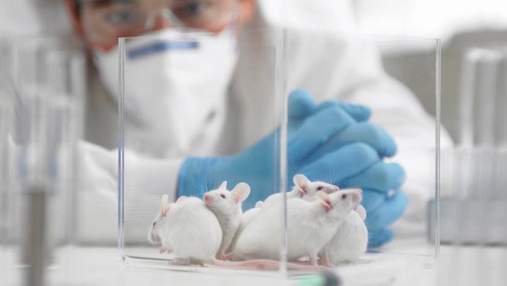 Вчені вперше не тестували ліки на тваринах, але змогли створити препарат для онкопацієнтів
