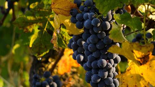 Виноград знижує рівень холестерину в крові: дослідження